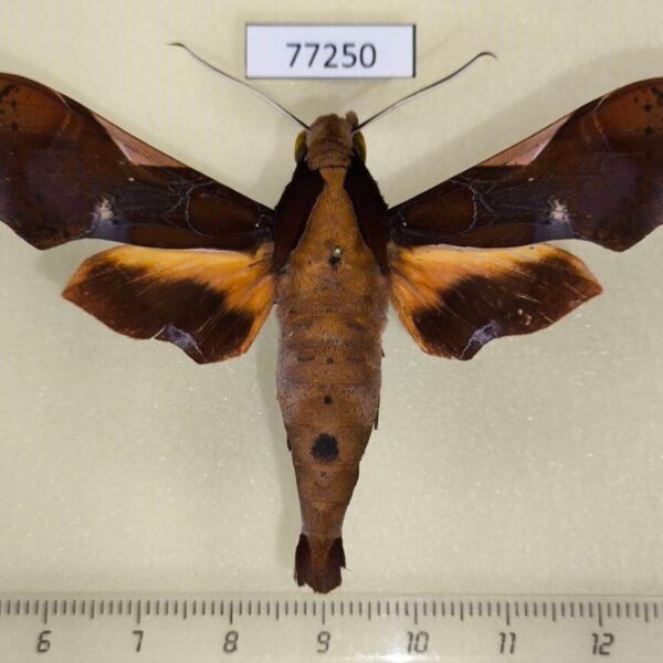Sphingidae Callionima nomius Panama