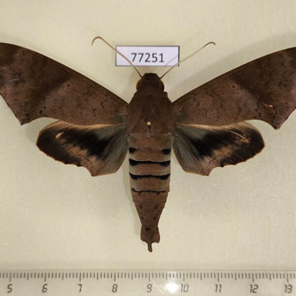Sphingidae Pachylioides resumens Panama