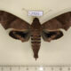 77251p Sphingidae Pachylioides resumens Panama $20