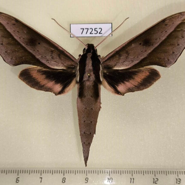 Sphingidae Xylophanes cyrene Panama