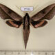 77252p Sphingidae Xylophanes cyrene Panama $17