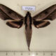 77253p Sphingidae Xylophanes cyrene Panama $17