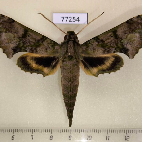 Sphingidae Xylophanes zurcheri Panama