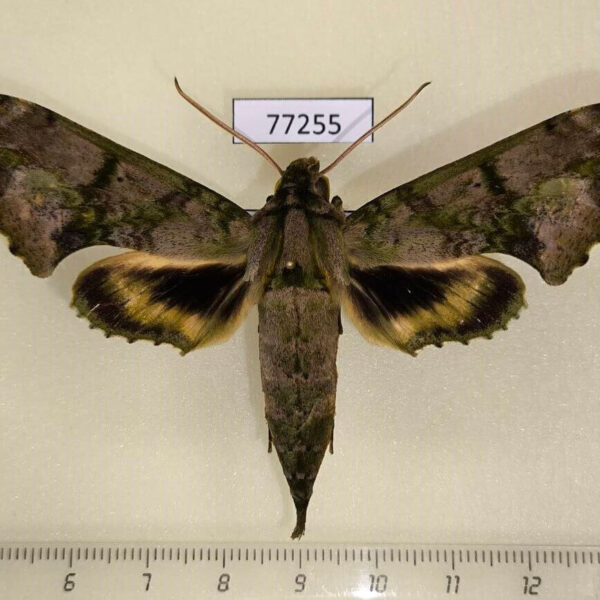 Sphingidae Xylophanes zurcheri Panama