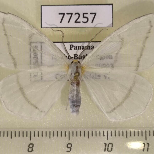 Geometridae Leucula planivena Panama