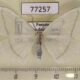 77257p Geometridae Leucula planivena Panama $8