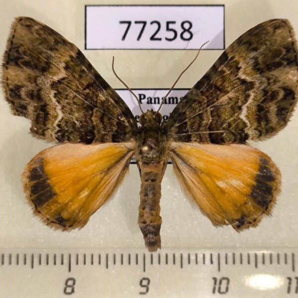Geometridae Spargania sp. veronica Panama