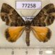 77258p Geometridae Spargania sp. veronica Panama $6