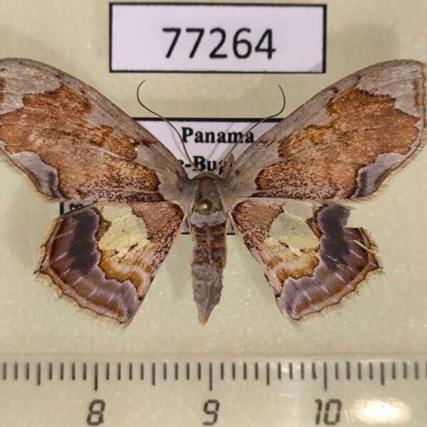 Geometridae Leptostales sp. f Panama