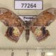 77264p Geometridae Leptostales sp. f Panama $6