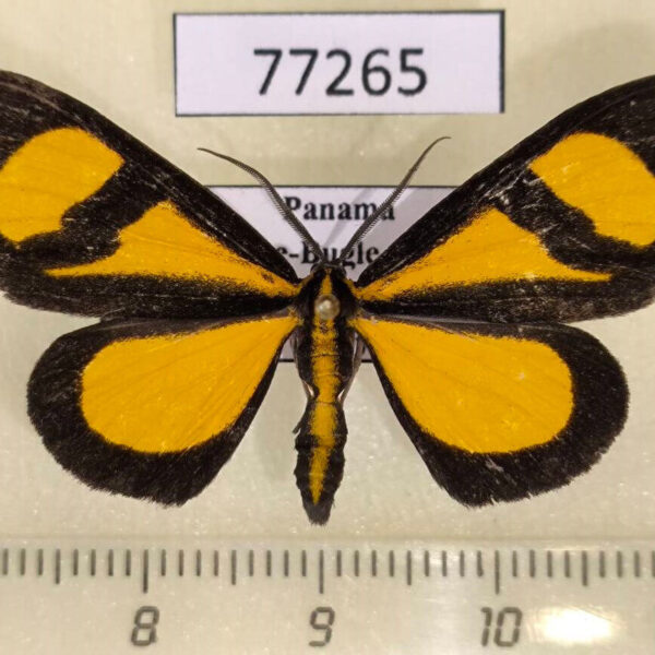 Geometridae Smicropus laeta Panama