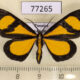 77265p Geometridae Smicropus laeta Panama $25