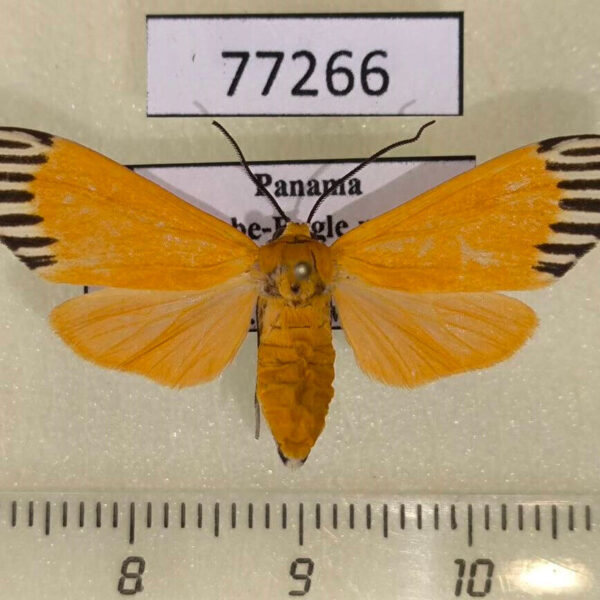 Arctiidae Uranophora walkeri f Panama