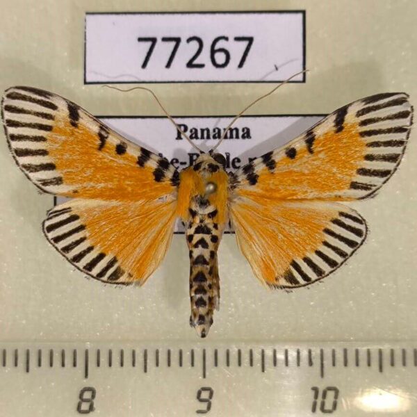 Crambidae Polygrammodes mimetica Panama