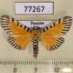 77267p Crambidae Polygrammodes mimetica Panama $10