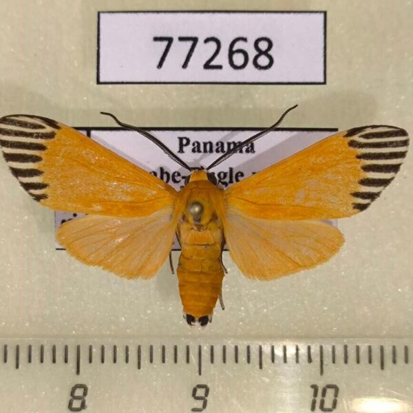 Arctiidae Uranophora walkeri Panama