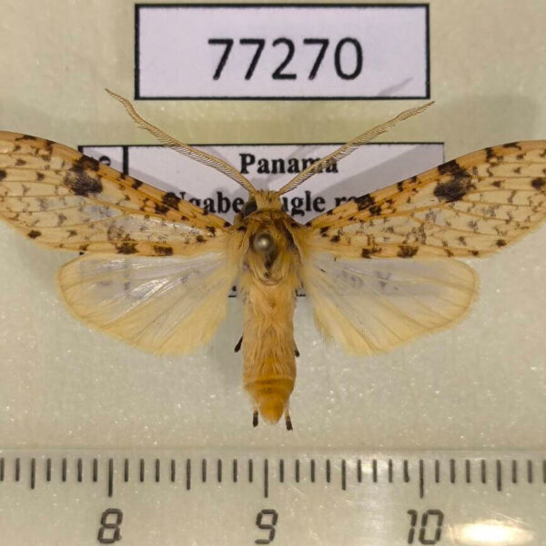 Arctiidae Lophocampa laroipa Panama