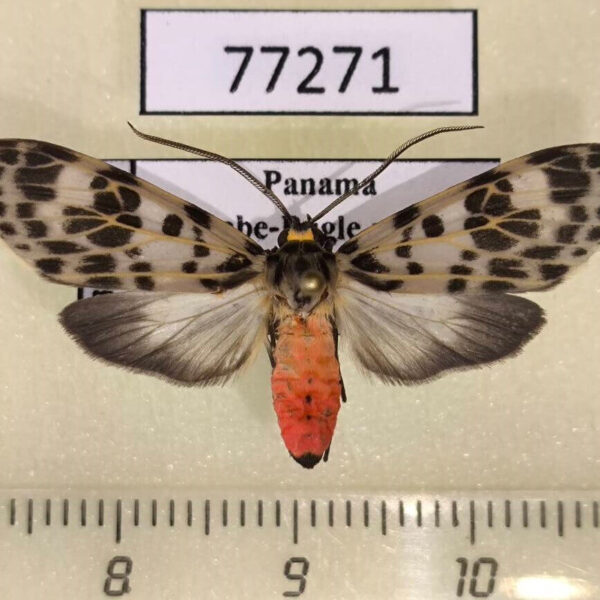 Arctiidae Eucereon aoris Panama