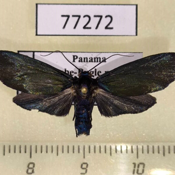 Arctiidae Cloesia mariamartachavarriae Panama