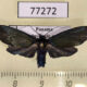 77272p Arctiidae Cloesia mariamartachavarriae Panama $10