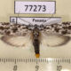 77273p Depressariidae Ethmia sp. lichyi Panama $9