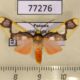 77276p Arctiidae Trichromia patara Panama $9