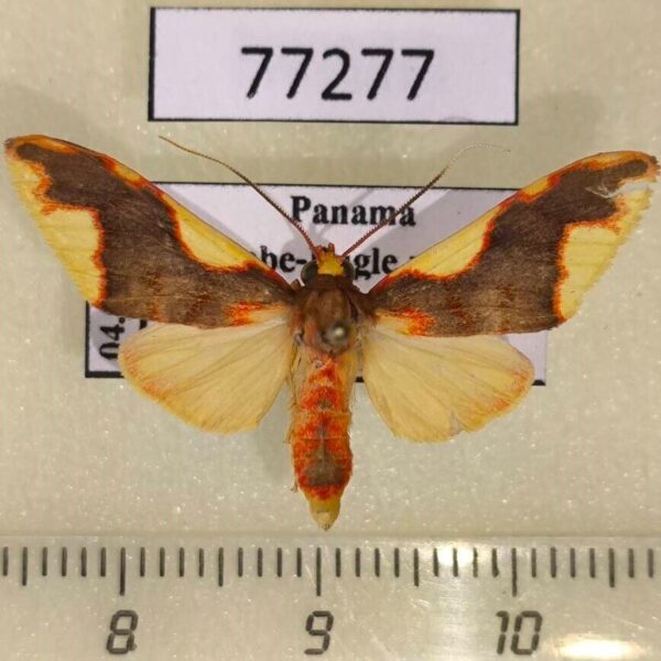 Arctiidae Trichromia rhodocraspis Panama