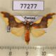 77277p Arctiidae Trichromia rhodocraspis Panama $7