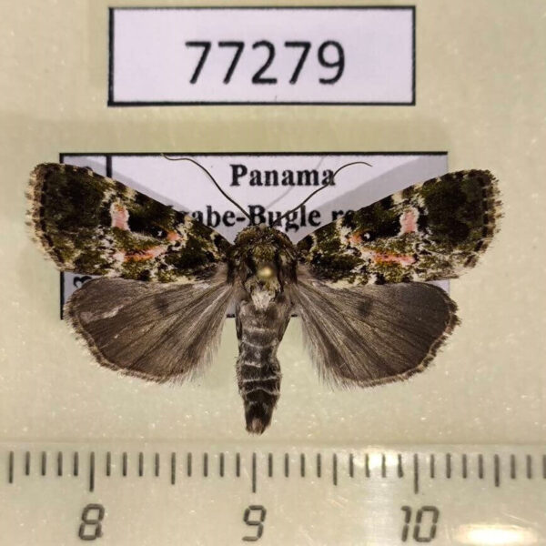 Noctuidae Elaphria pulchra Panama