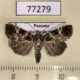 77279p Noctuidae Elaphria pulchra Panama $8