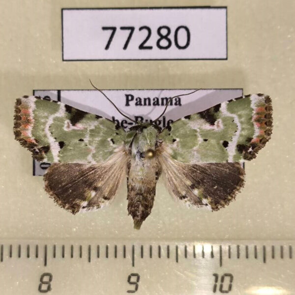 Noctuidae Chytonix splendens f Panama