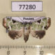 77280p Noctuidae Chytonix splendens Panama $10