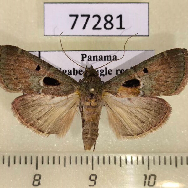 Pyralidae Accinctapubes sp. albifasciata Panama