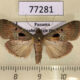 77281p Pyralidae Accinctapubes sp. albifasciata Panama $6