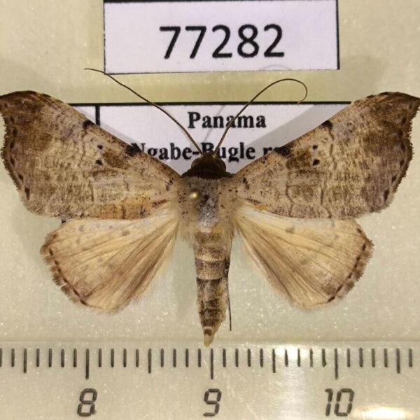 Noctuidae Baniana strigata Panama