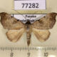 77282p Noctuidae Baniana strigata Panama $9