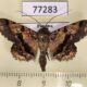 77283p Noctuidae Helia vitriluna Panama $12
