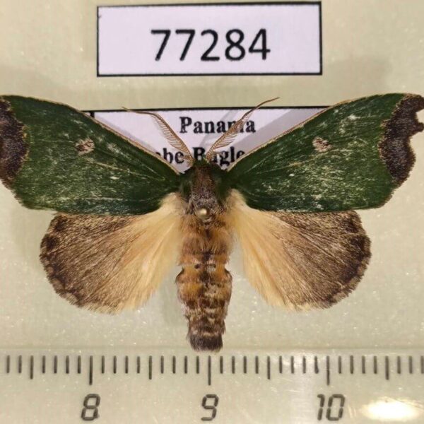 Notodontiidae Rosema thestia Panama