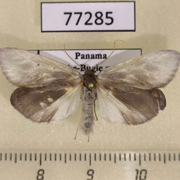 Arctiidae Macroptila monstralis Panama