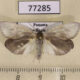77285p Arctiidae Macroptila monstralis Panama $10