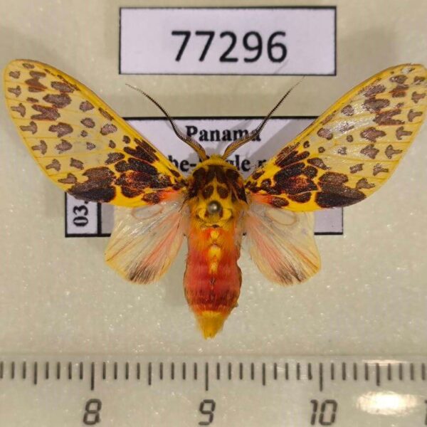Arctiidae Amaxia lepida Panama