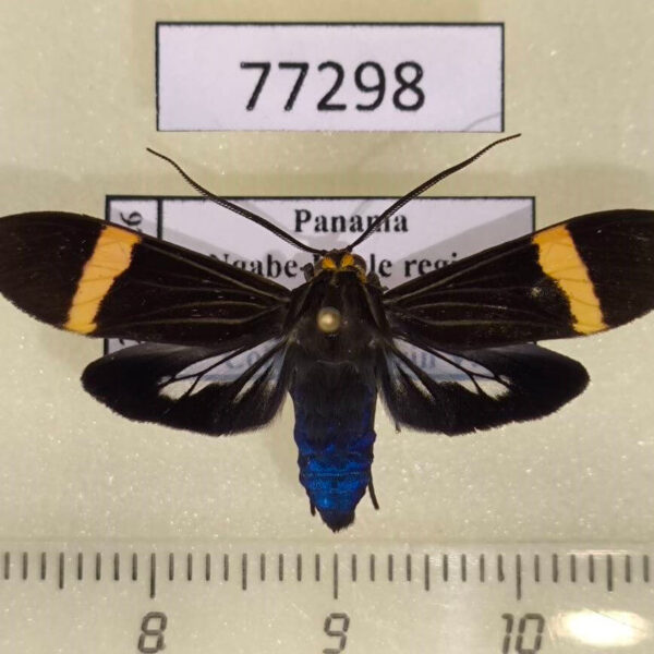 Arctiidae Aclytia heber Panama