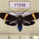 77298p Arctiidae Aclytia heber Panama $12