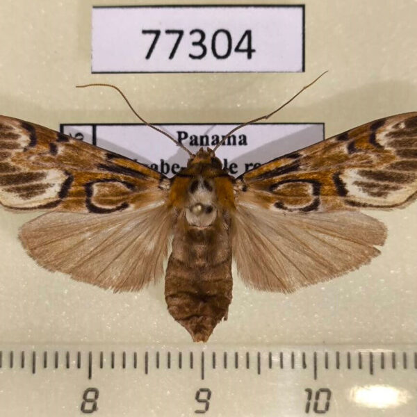 Arctiidae Watsonidia sp. Panama