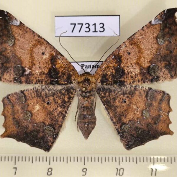 Geometridae Paragonia tasima f Panama