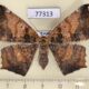 77313p Geometridae Paragonia tasima f Panama $10