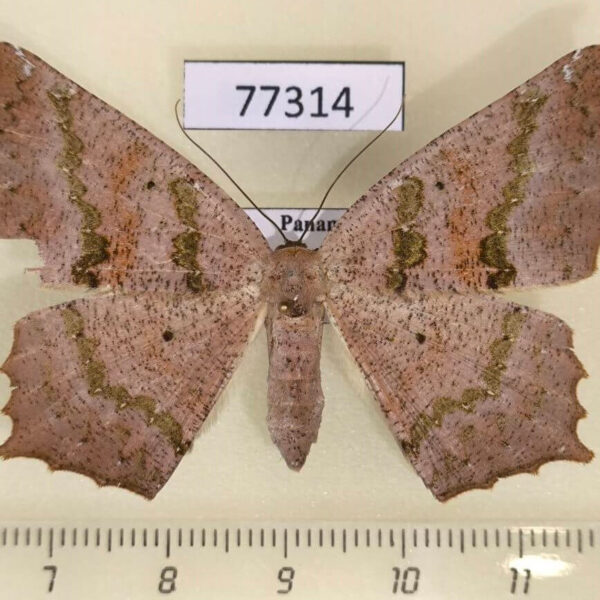 Geometridae Paragonia tasima f Panama