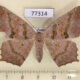 77314p Geometridae Paragonia tasima f Panama $8