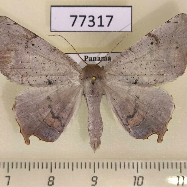 Geometridae Phyllodonta indeterminata Panama
