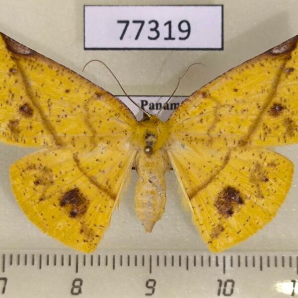 Geometridae Cratoptera vestianaria f Panama